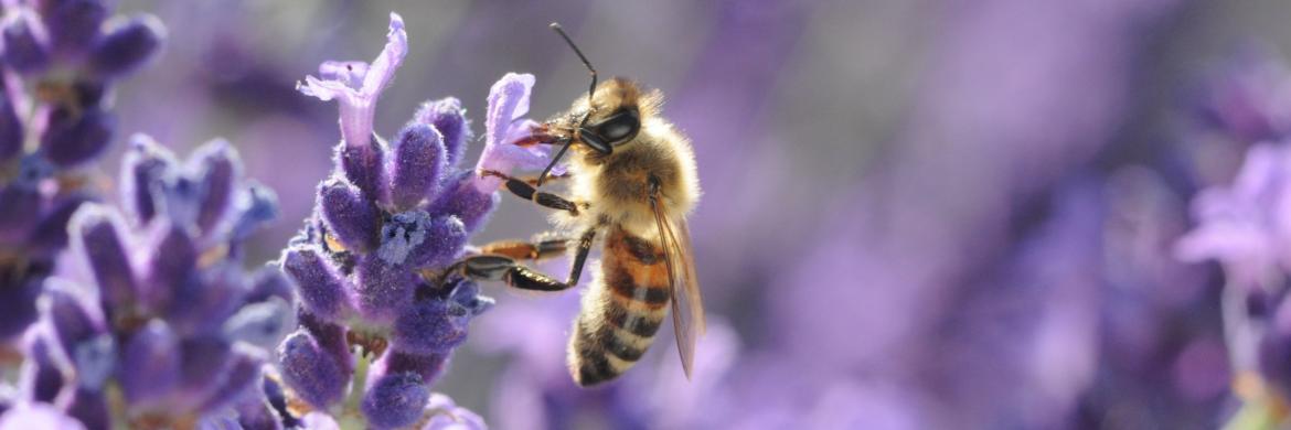 Biene Lavendel
