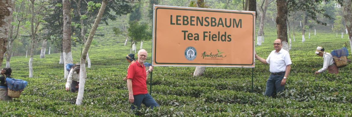 LB Tea Fields